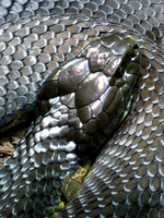 Death Adder