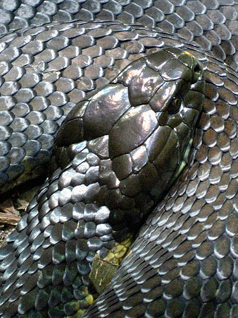 Death Adder