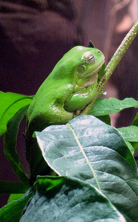 Its Not Easy Being Green