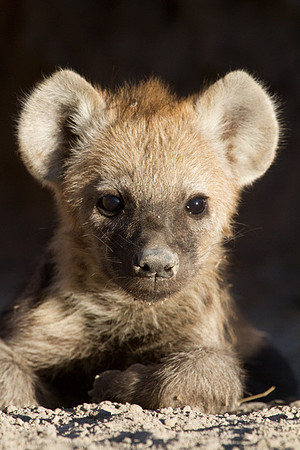 Hyena Cub #2