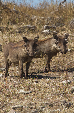 Curious Warthogs #1