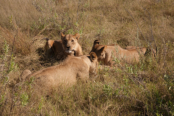 After the Kill #1