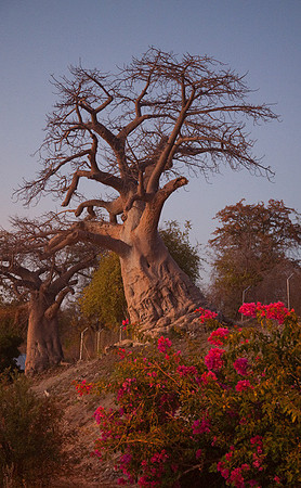 Baobabs at Sunset