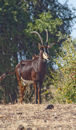 Sable Antelope #4