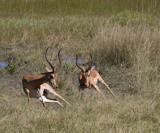 Impala Jousting #1