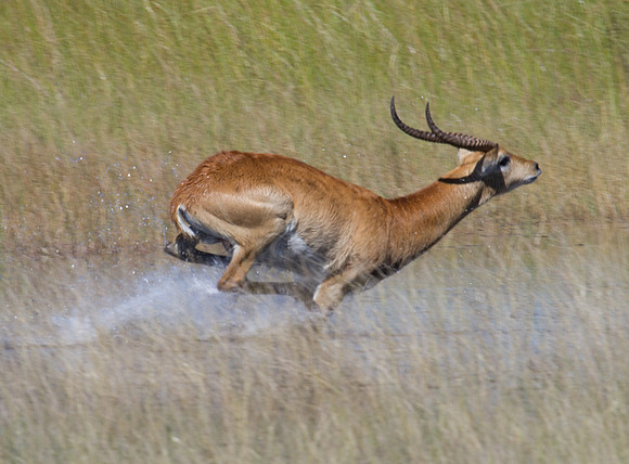 Red Lechwe in High Gear