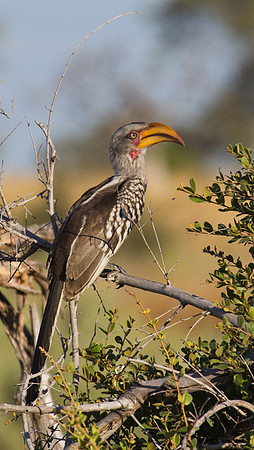 Yellow-Billed Hornbill #1