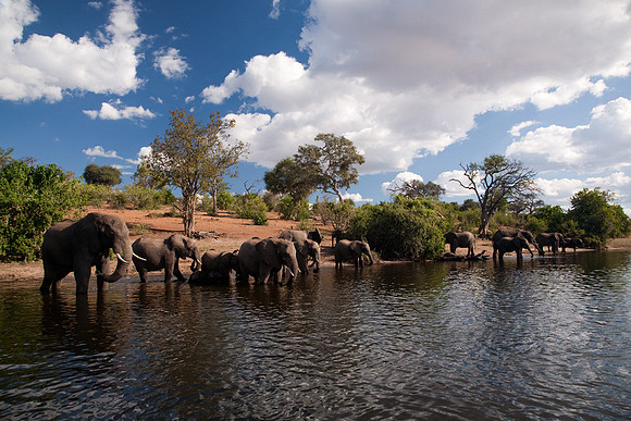 Elephants at Chobe #6