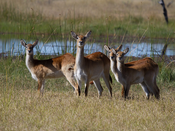 Lechwe Family Portrait