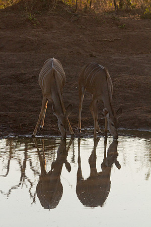 Kudo at Waterhole #1
