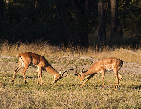 Impala Jousting #2