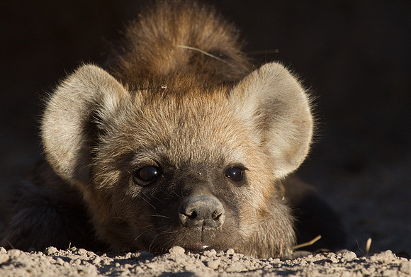 Hyena Cub #3
