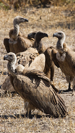 White-backed Vultures #2
