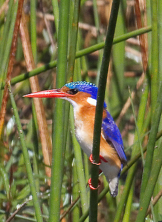 Malachite Kingfisher #3