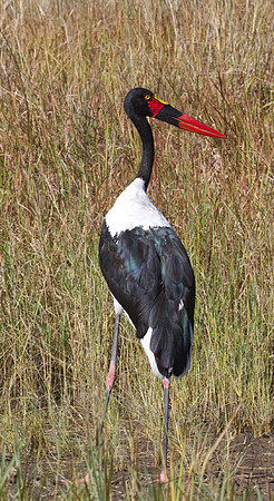 Saddle Billed Stork #2