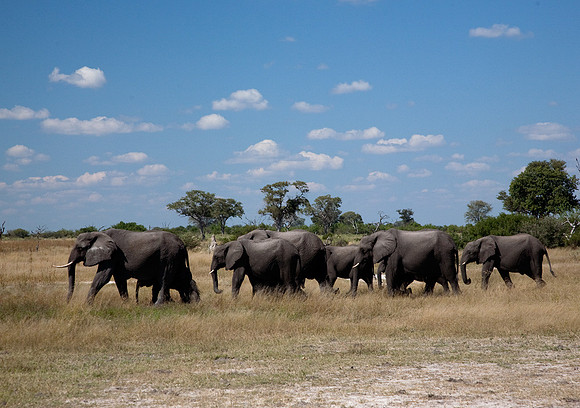 Elephant Herd at Selinda #1