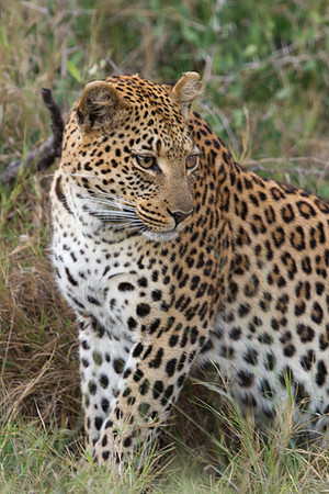 Leopard #3