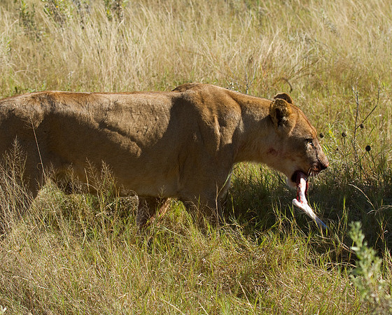After the Kill #7