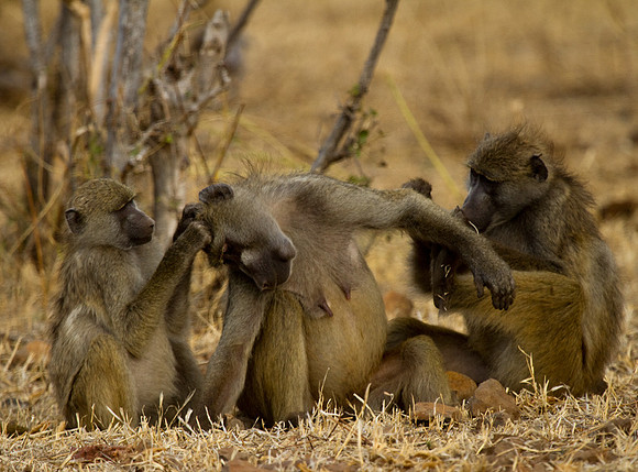 Family Grooming #2