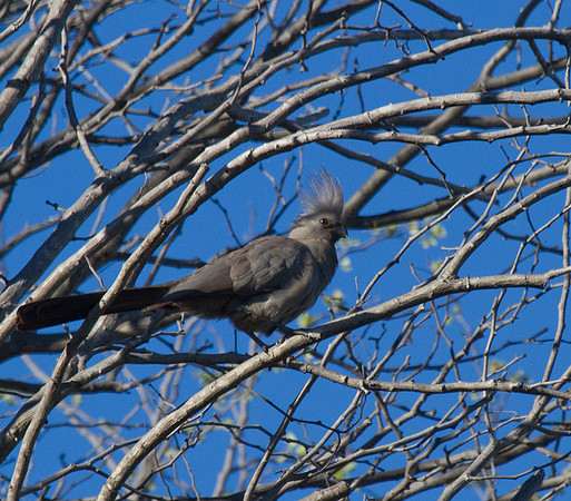 Grey Lourie