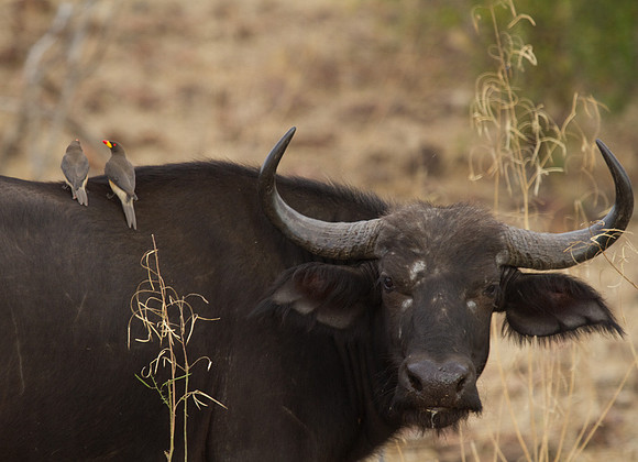 Cape Buffalo with Oxpeckers