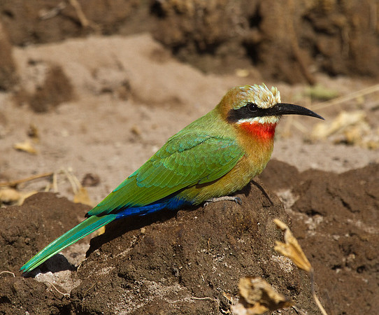 White-fronted Bee-Eater #4