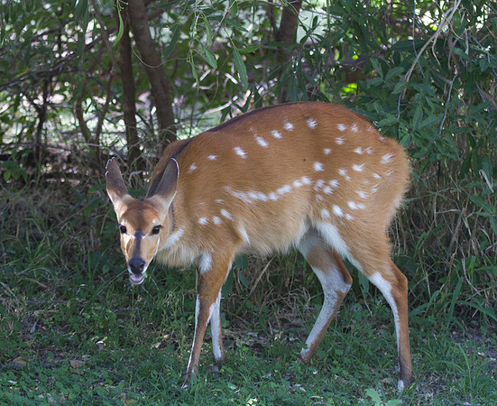 Bushbuck