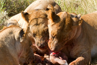 After the Kill #10