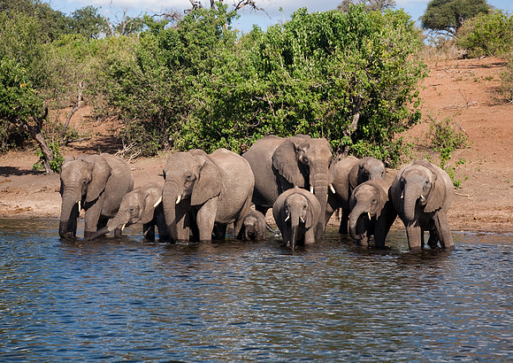 Elephants at Chobe #3