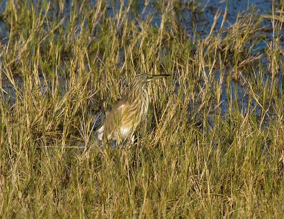 Squacco Heron
