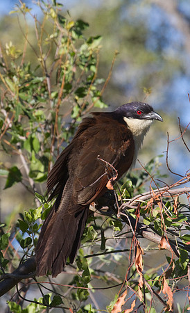 Coppery Tailed Coucal #2