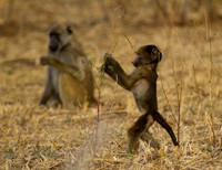 Baby Baboon Exploring #1