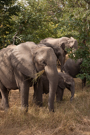 Elephants at Chobe #2