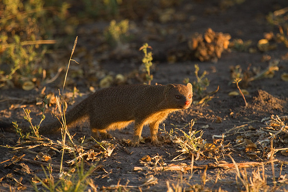 Dwarf Mongoose #2