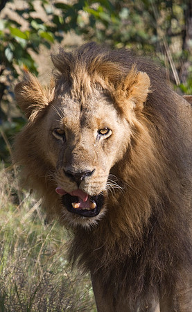Male Lion Viewing Dinner