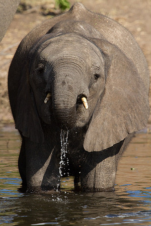 Quenching One's Thirst #4