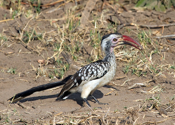 Red-Billed Hornbill #!