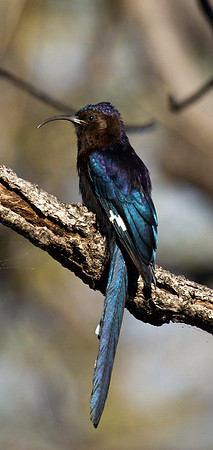 Common Scimitarbill