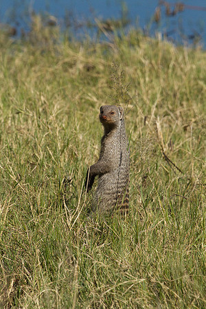 Banded Mongoose #2