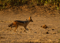 Blackbacked Jackel #1