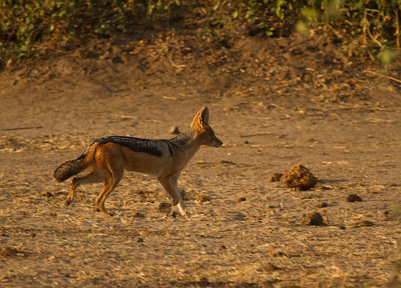 Blackbacked Jackel #1