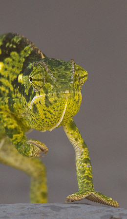 Flapnecked Chameleon #3