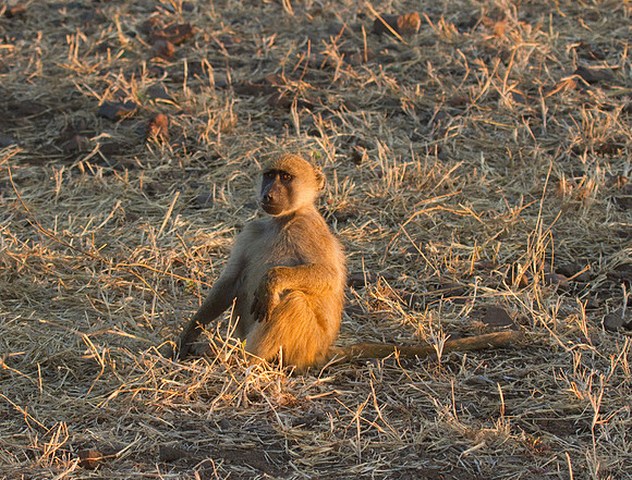 Chacma Baboon Youngster #3