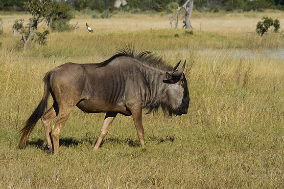 Wildebeest #3