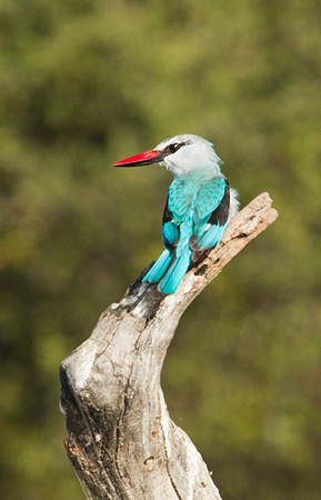 Woodland Kingfisher