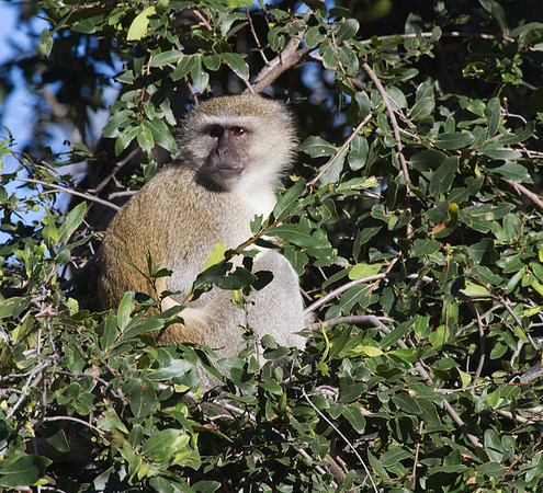 Black Vervet Monkey #2