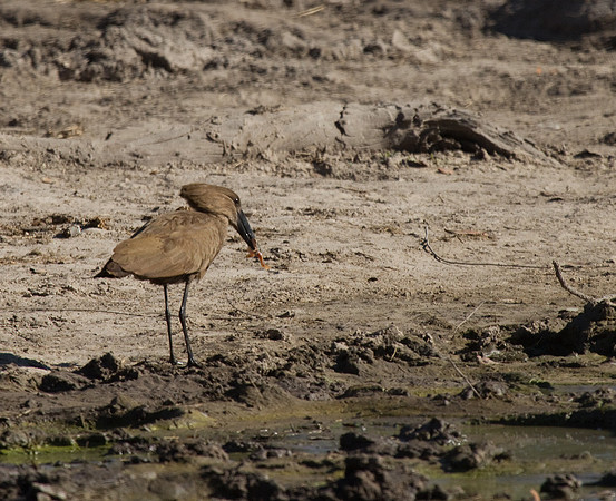 Hammerkop with Crab