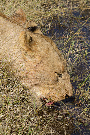 Washing Down Impala #3