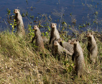 Banded Mongoose #5