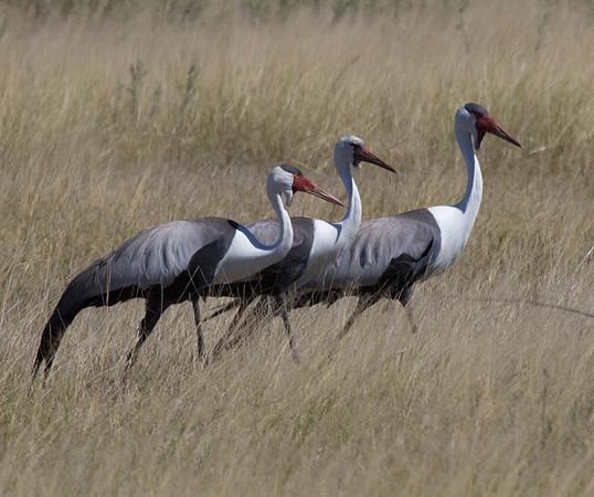 Wattled Cranes #4